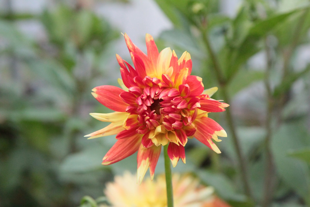 dahlia  flowering dahlia  dahlia-orange free photo