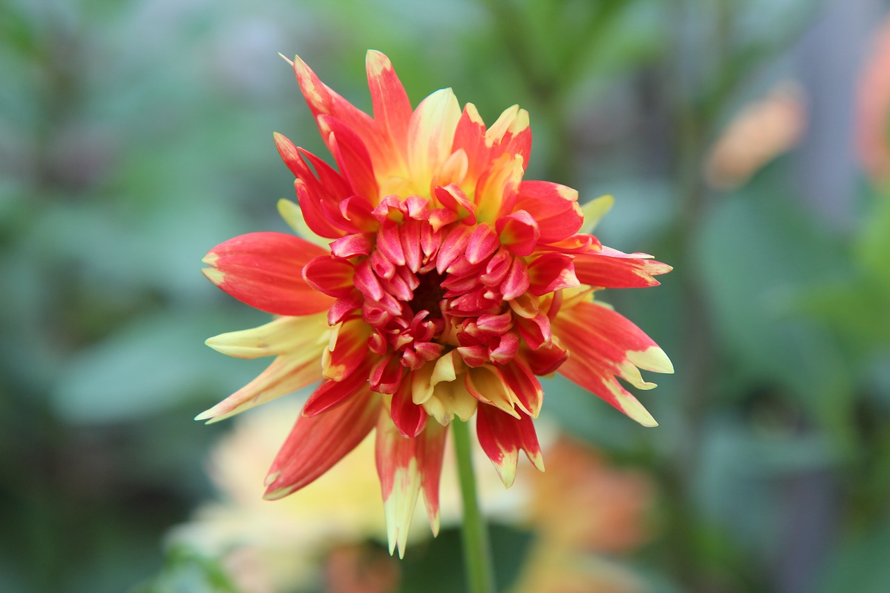 dahlia  flowering dahlia  dahlia-orange free photo