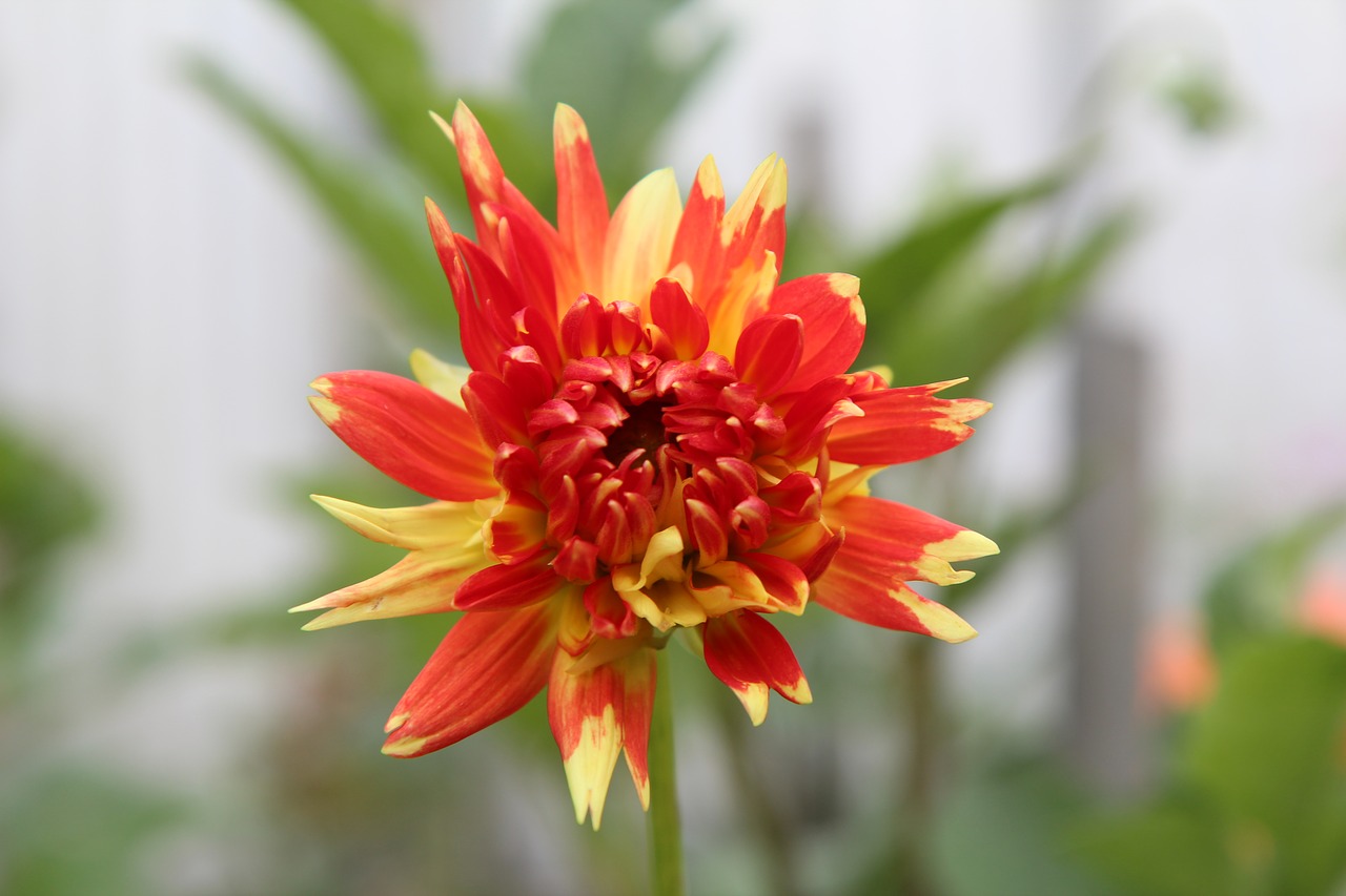 dahlia  flowering dahlia  dahlia-orange free photo