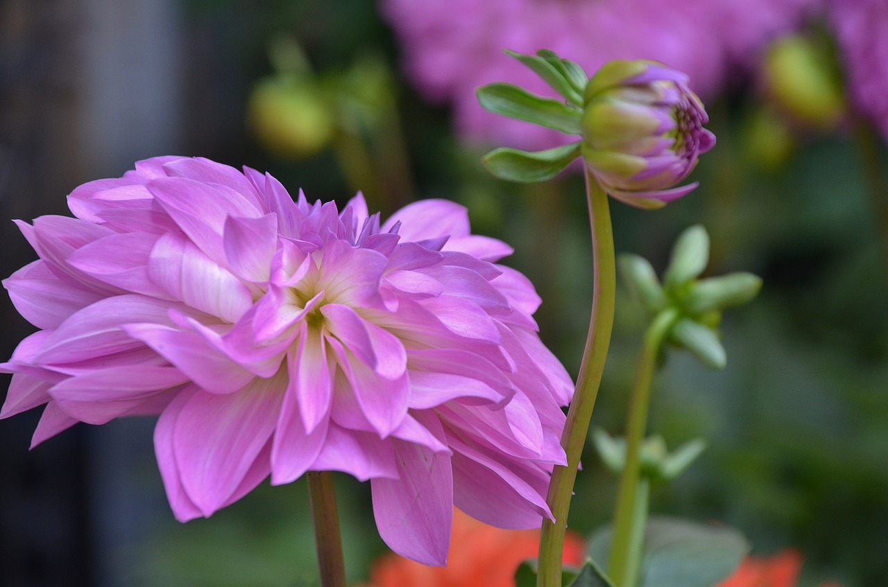 dahlia flower nature free photo