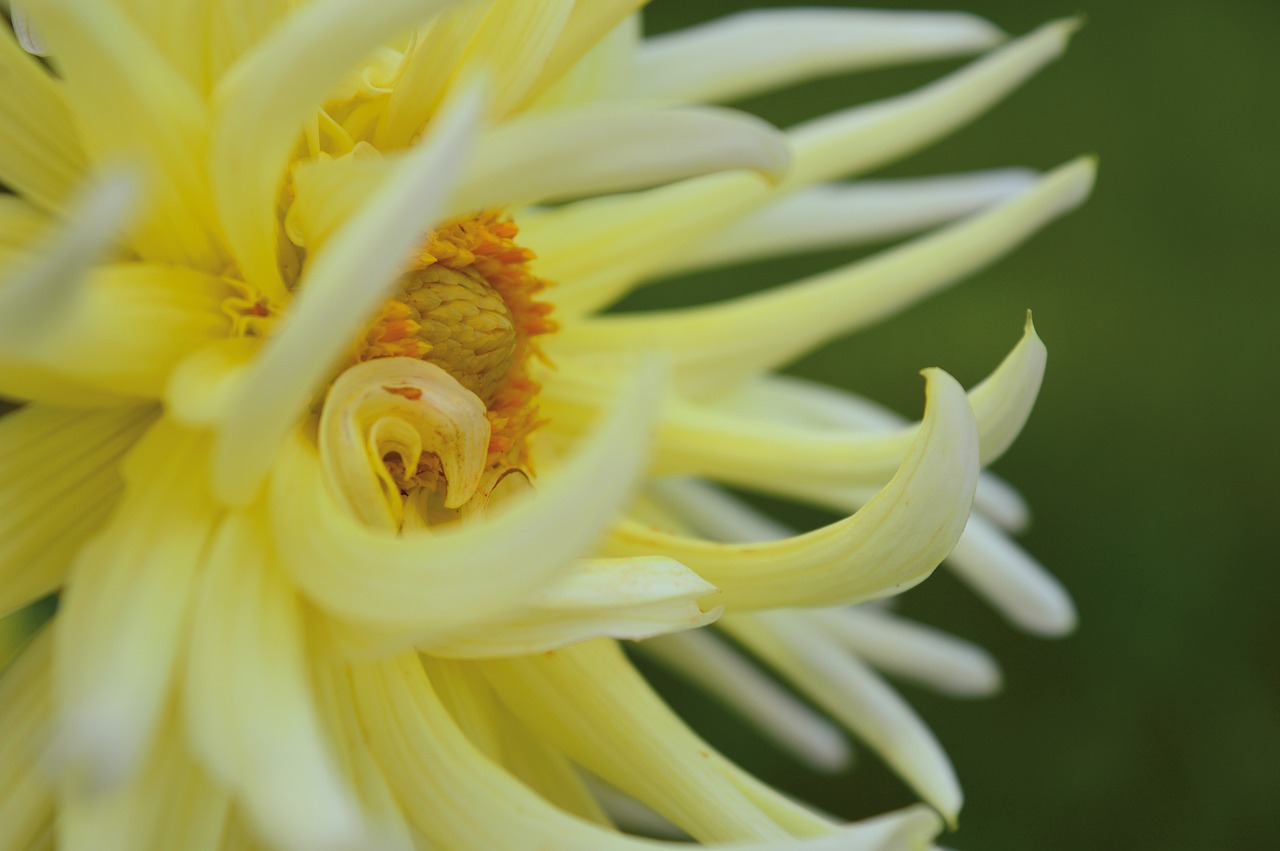 dahlia  yellow  close up free photo