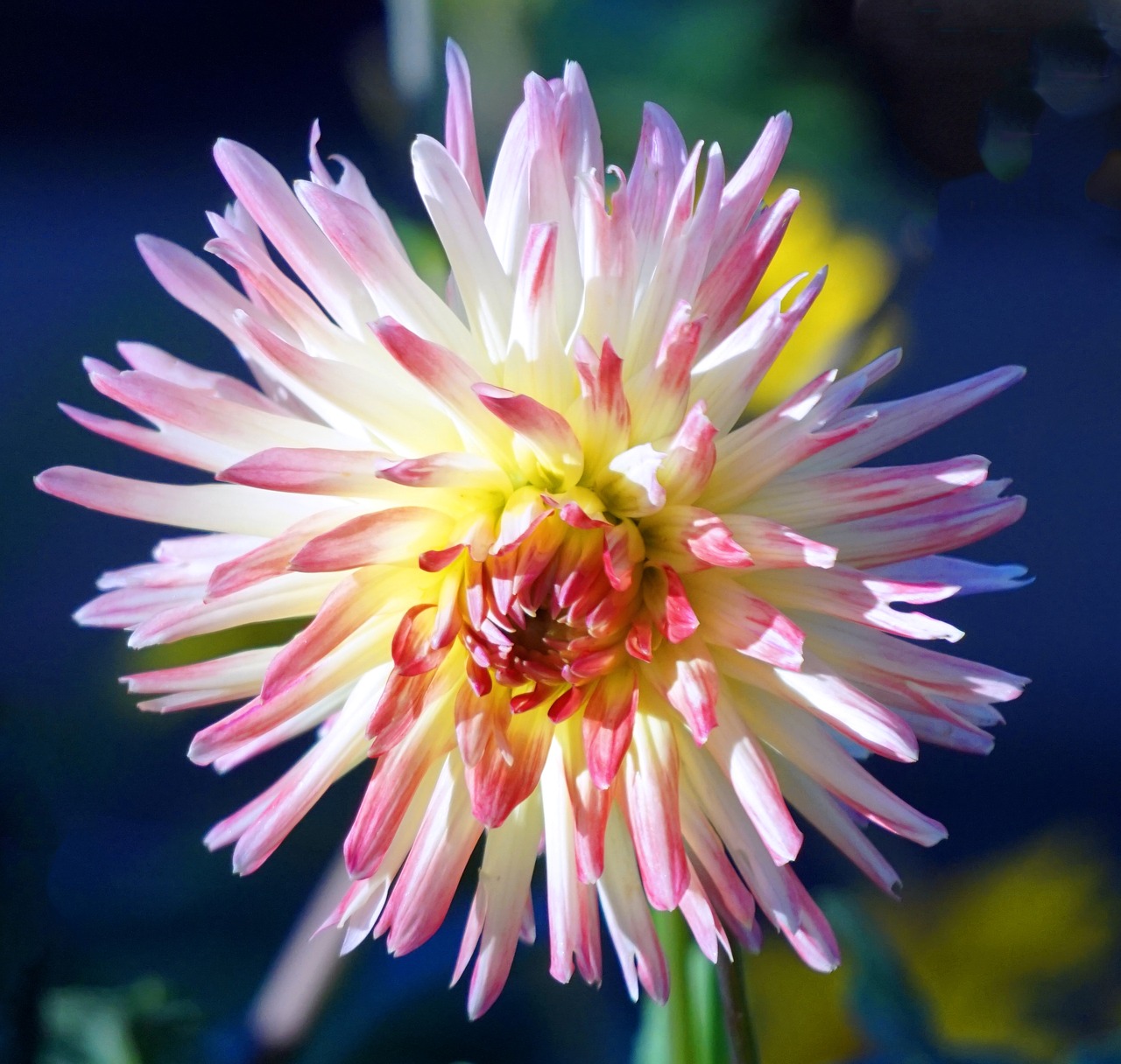 dahlia  blossom  bloom free photo