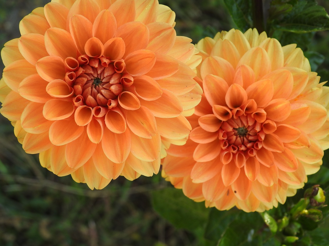 dahlia  flower  orange free photo