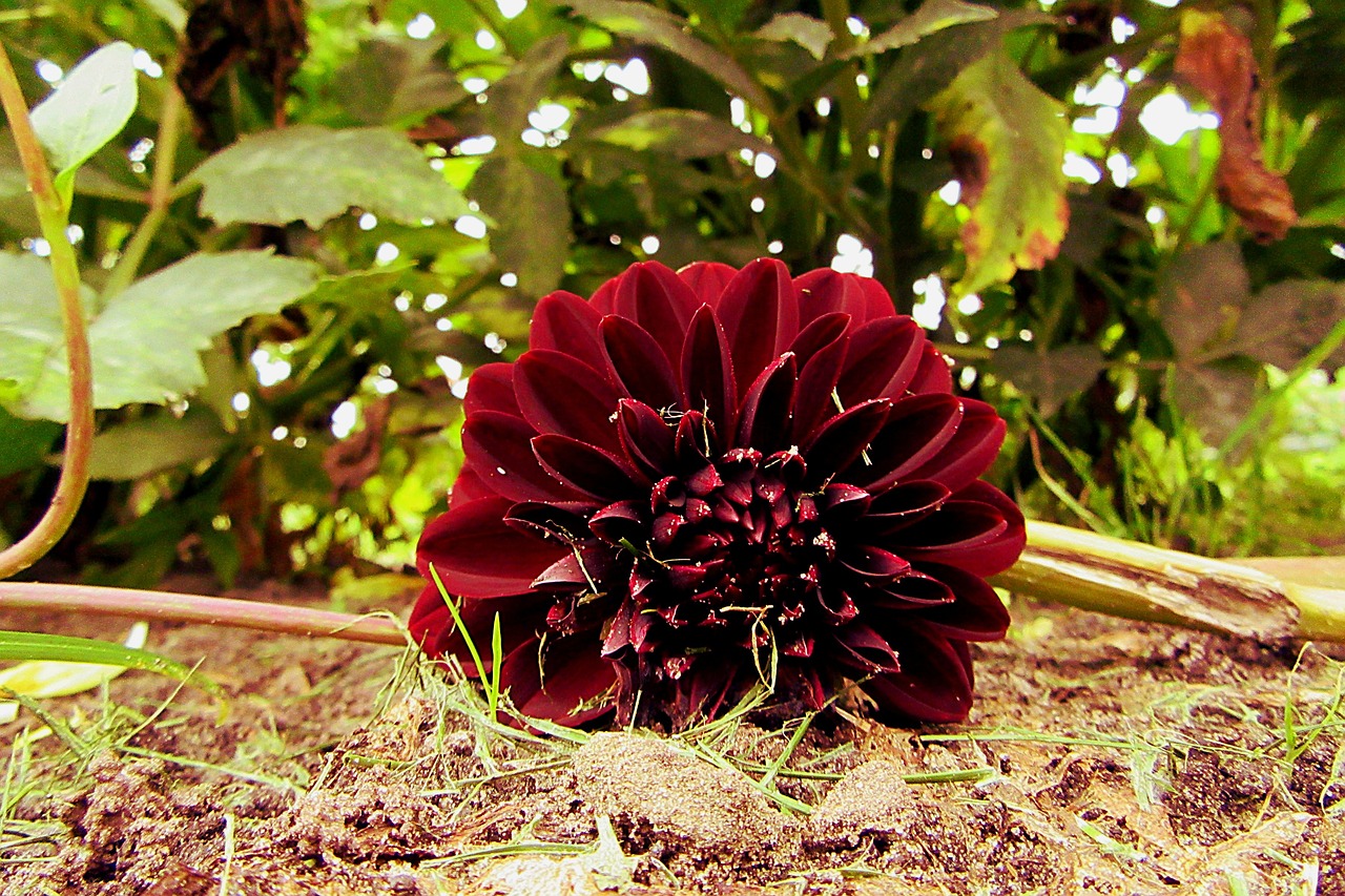 dahlia  arabian night  garden free photo