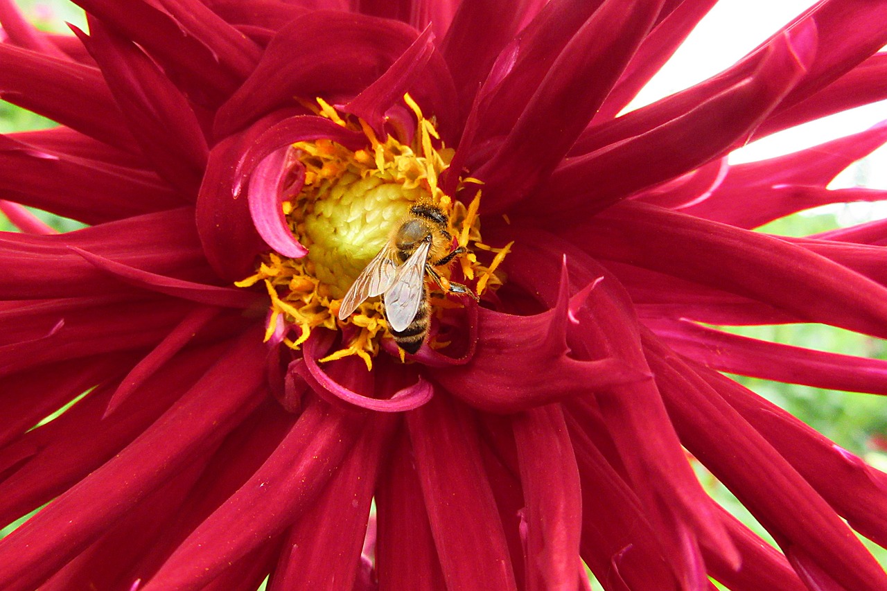 dahlia  red  flower free photo