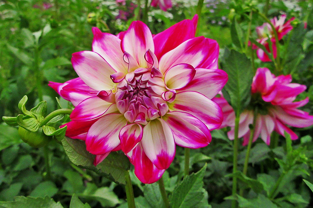 dahlia  pink  white free photo