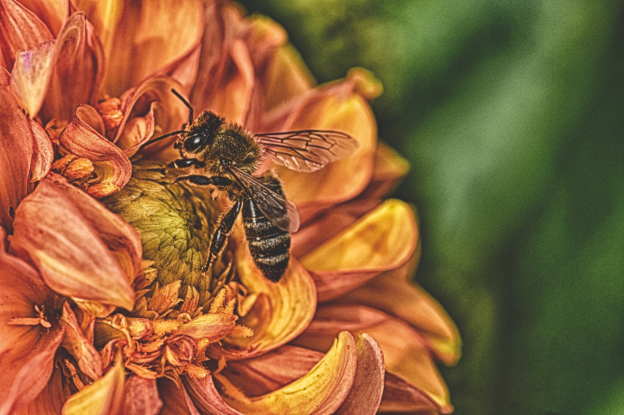 dahlia  bee  summer free photo