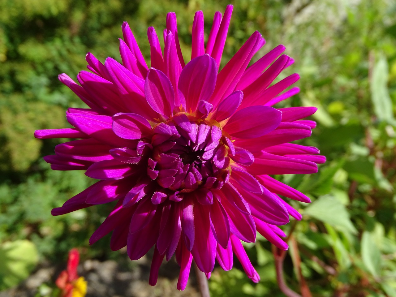 dahlia  flower  garden free photo