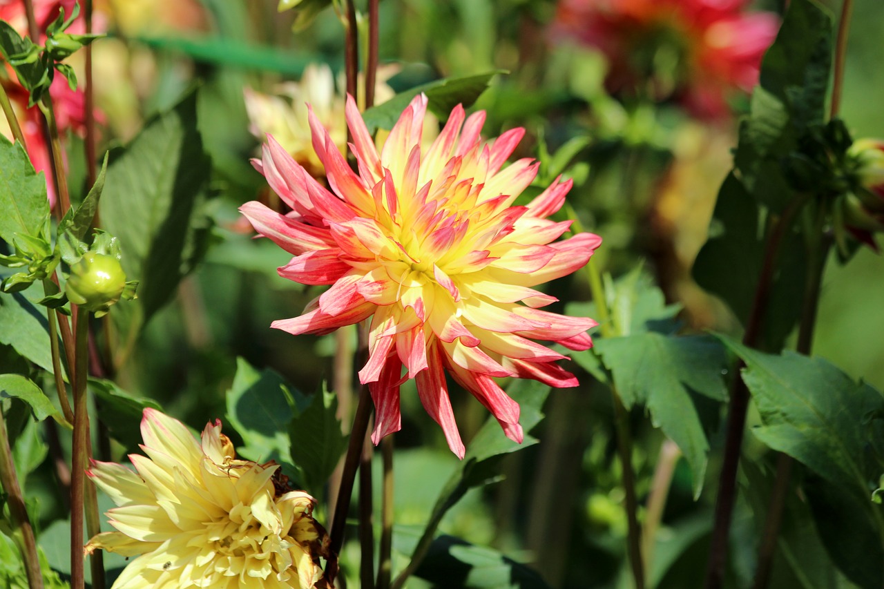 dahlia  flower  bloom free photo