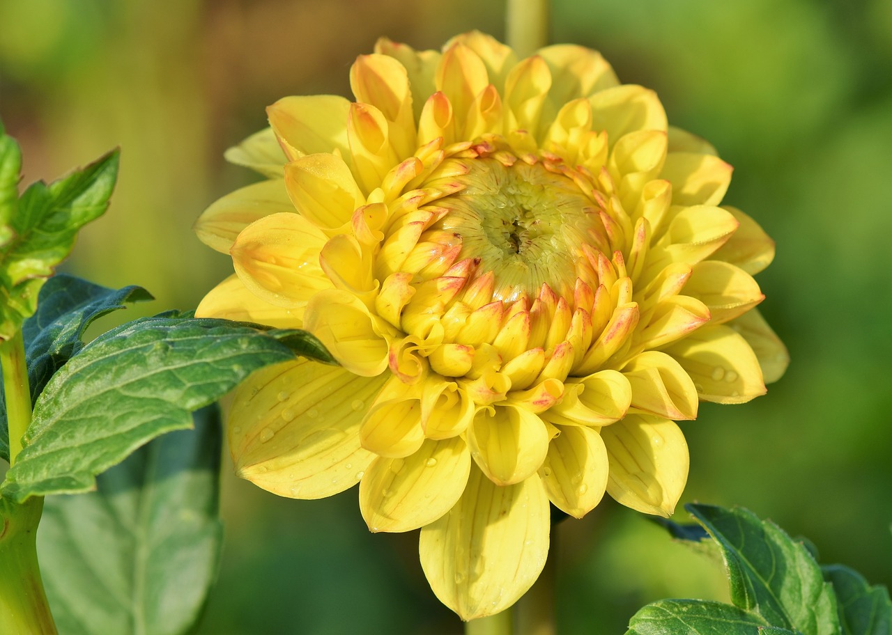 dahlia  dahlias bud  flower free photo