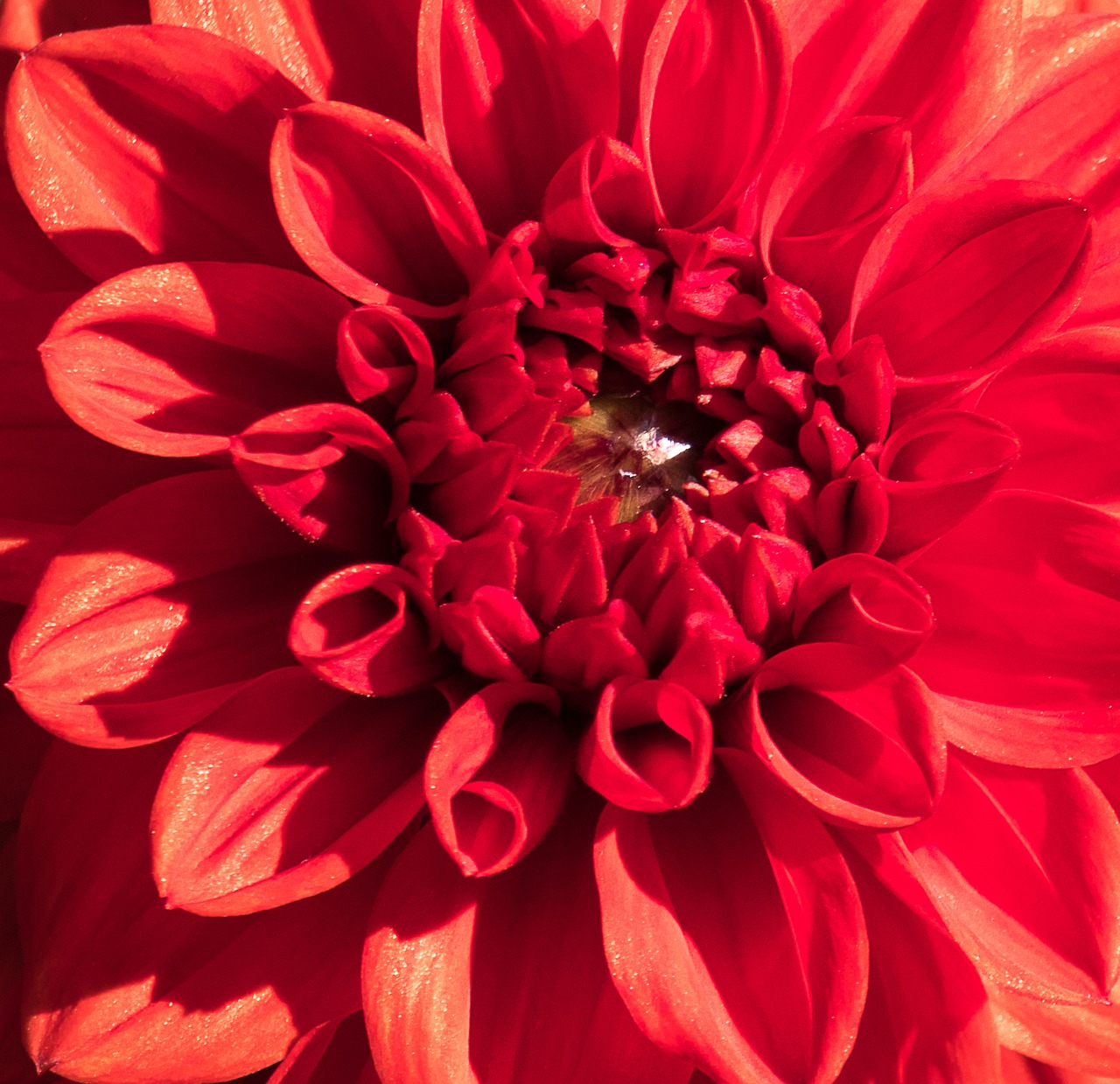 dahlia  blossom  bloom free photo