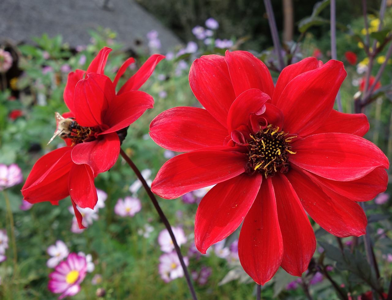 dahlia  red dahlia  flower free photo