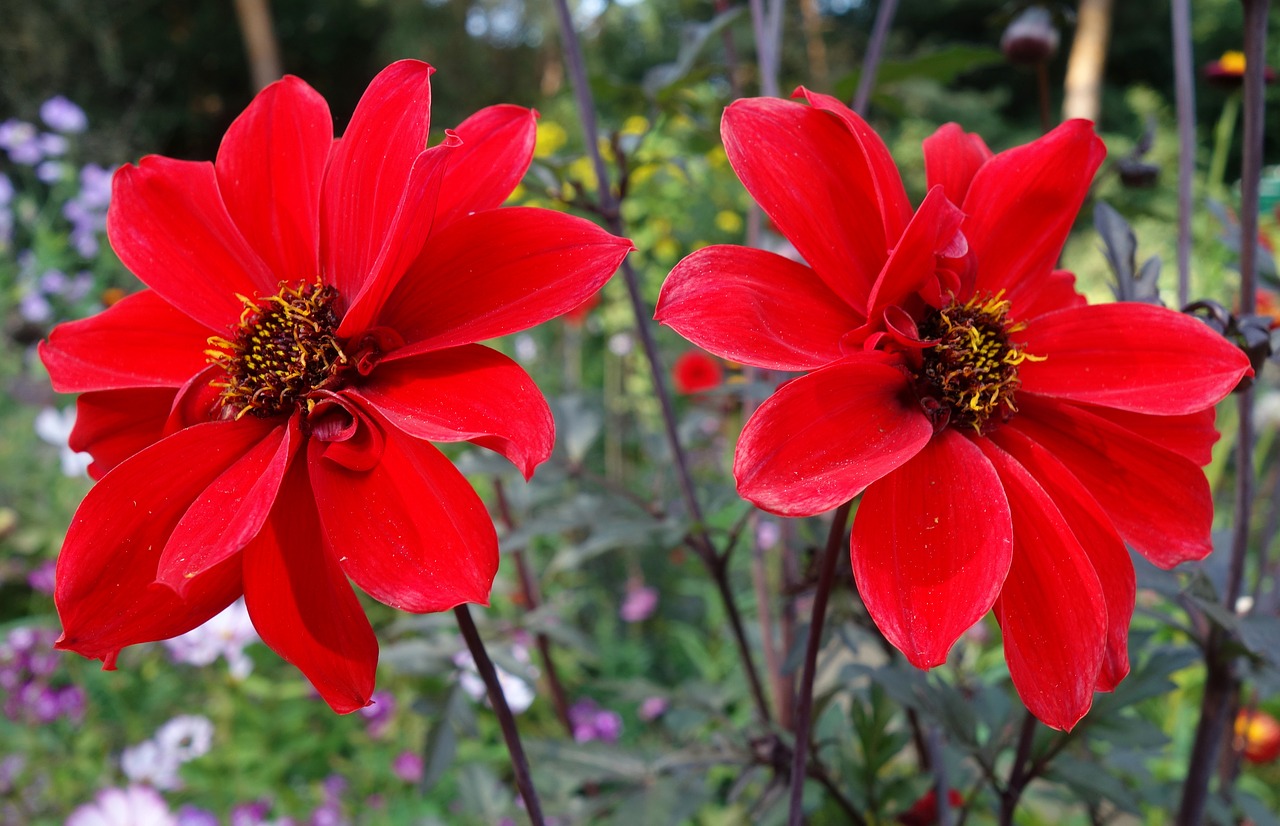 dahlia  red dahlia  flower free photo