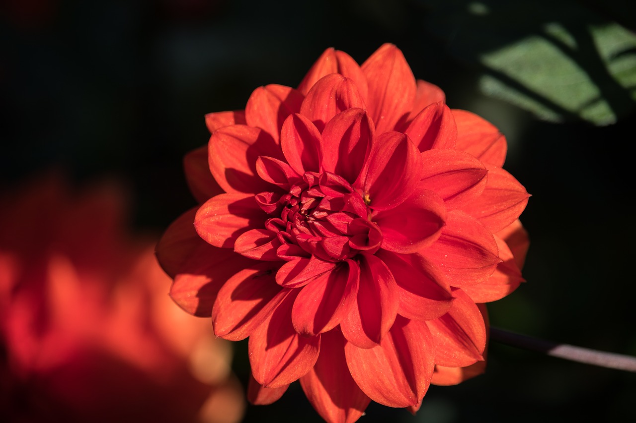 dahlia  blossom  bloom free photo