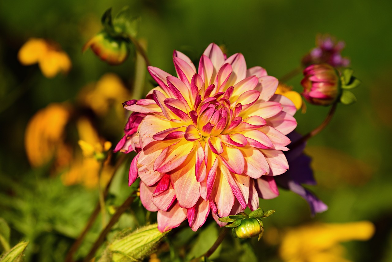 dahlia  flower  plant free photo