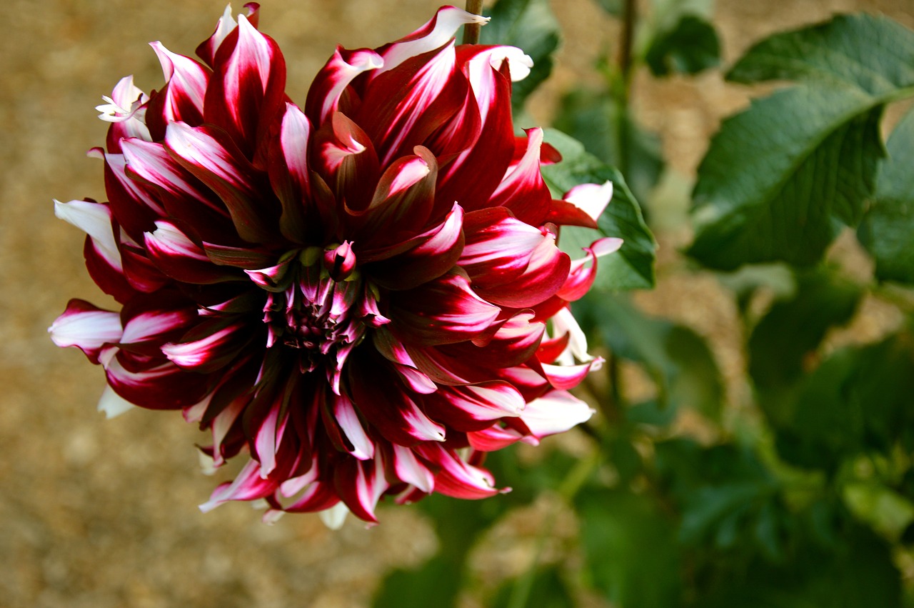 dahlia  flower  blossom free photo