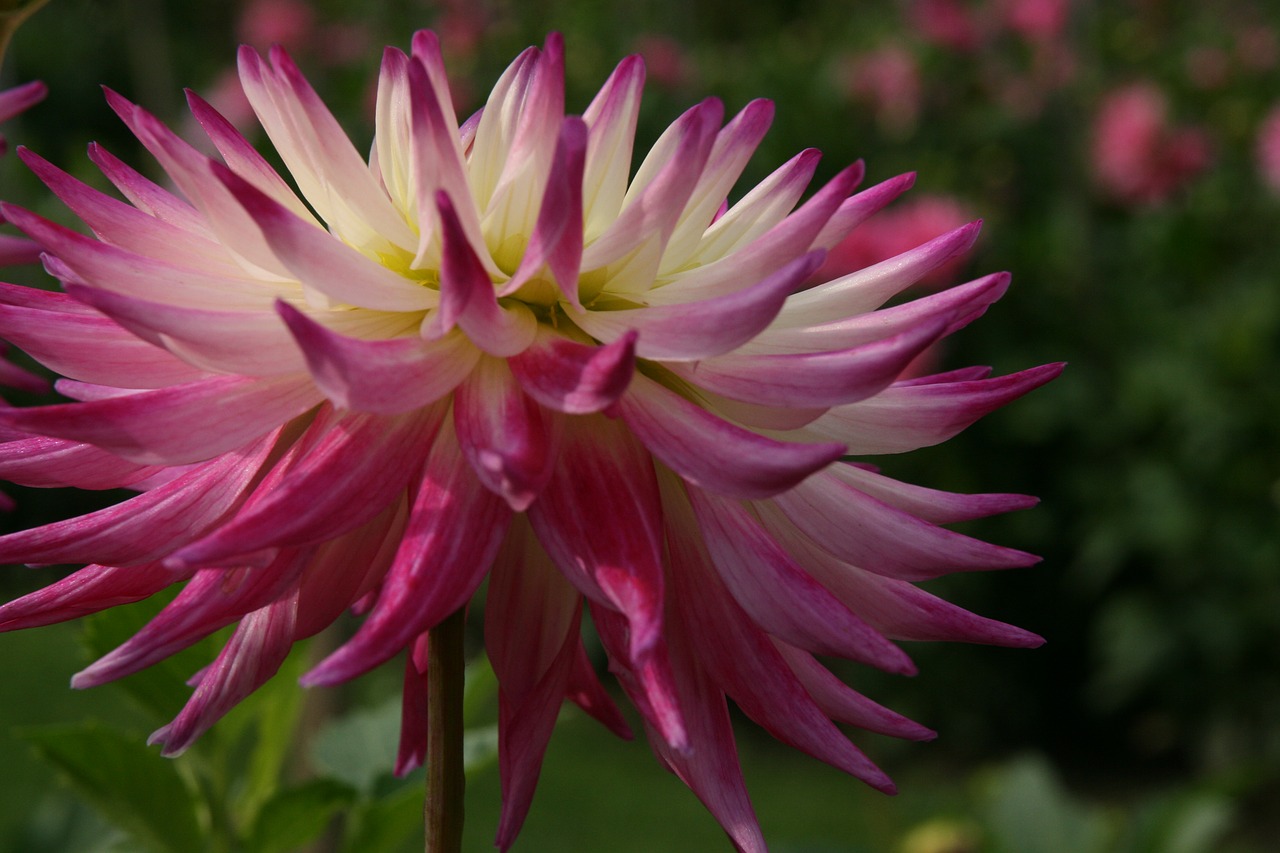 dahlia  blossom  bloom free photo