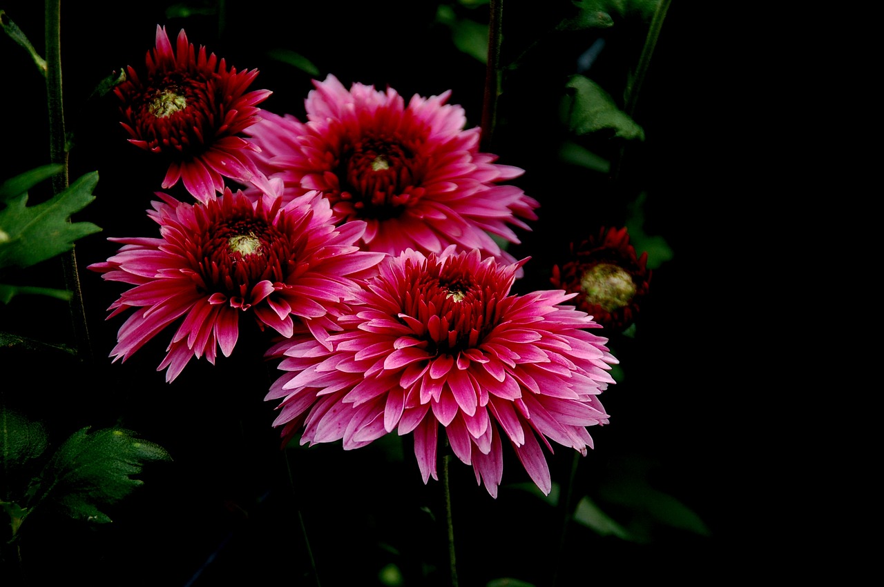 dahlia  autumn  red free photo