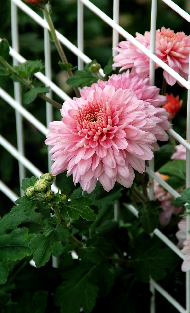 dahlia  rack  white free photo