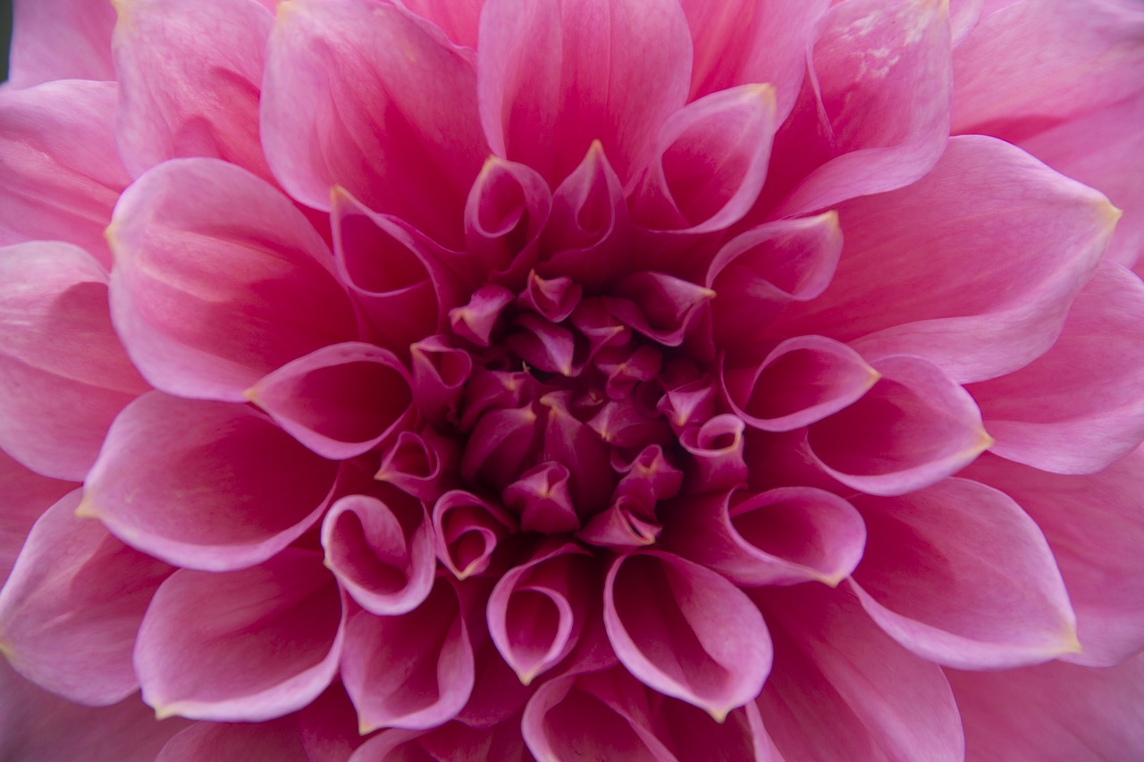 dahlia  pink  bloom free photo