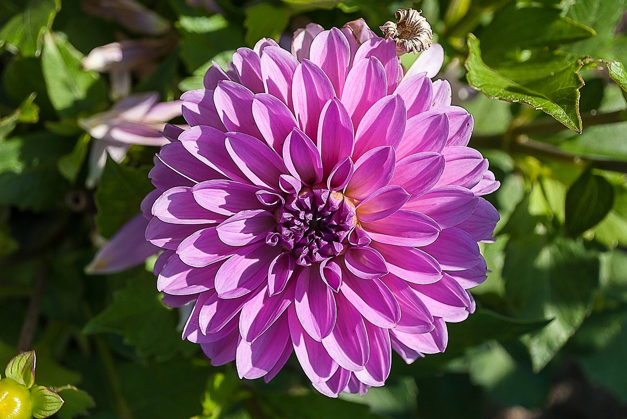 dahlia  flower  blossom free photo