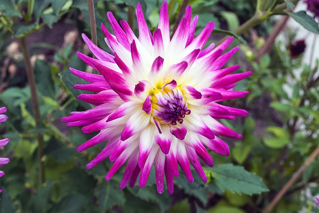 dahlia  flower  garden plant free photo