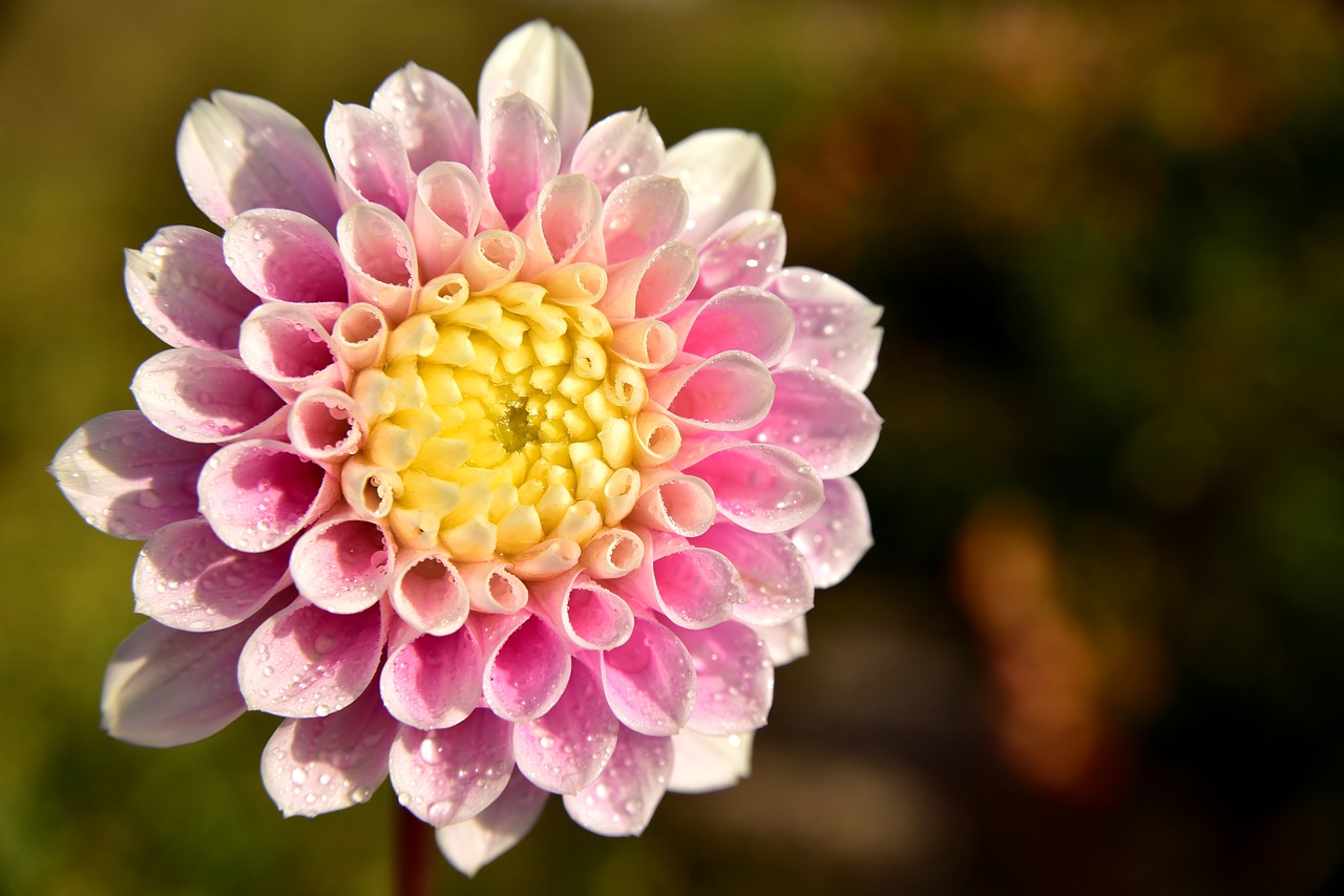 dahlia  blossom  bloom free photo