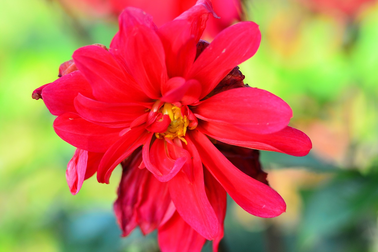 dahlia  red  flower free photo