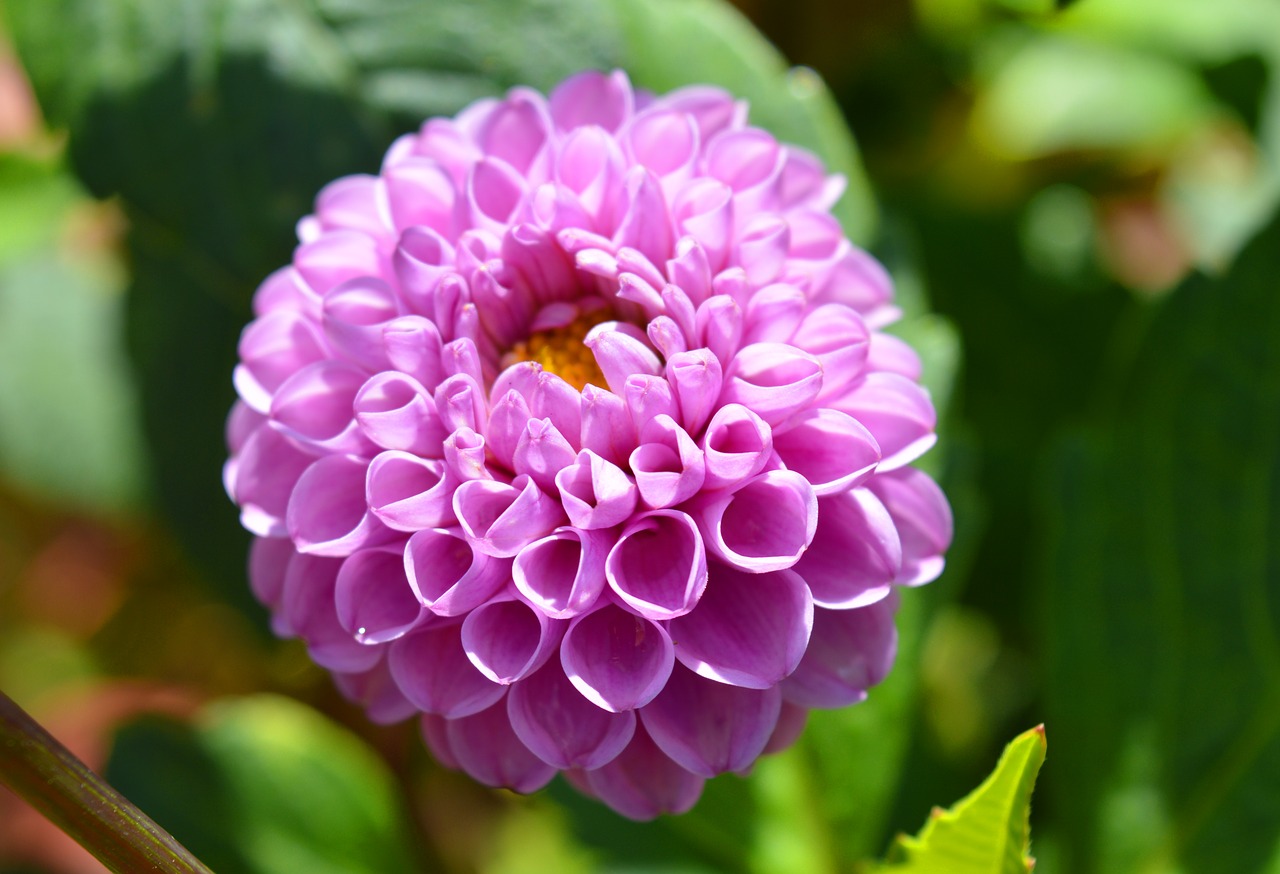 dahlia  blossom  bloom free photo