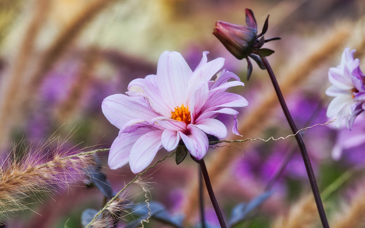 dahlia  blossom  bloom free photo