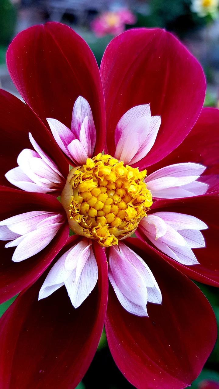 dahlia  flower  white free photo