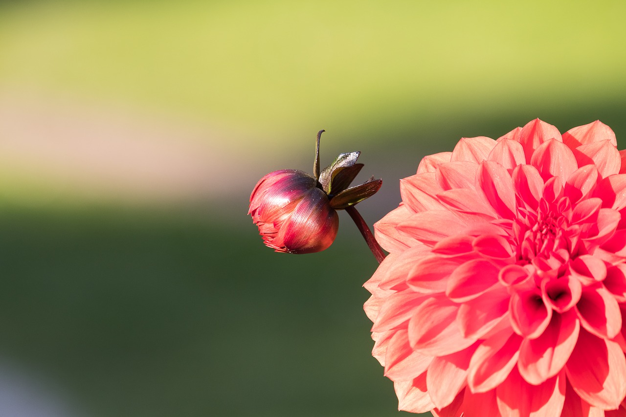 dahlia  bud  blossom free photo