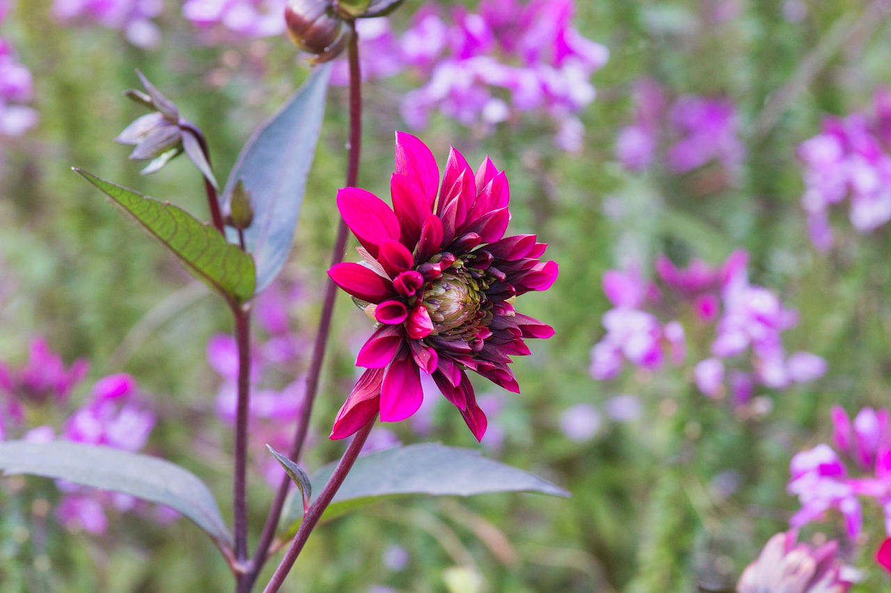 dahlia  beautiful  bright free photo