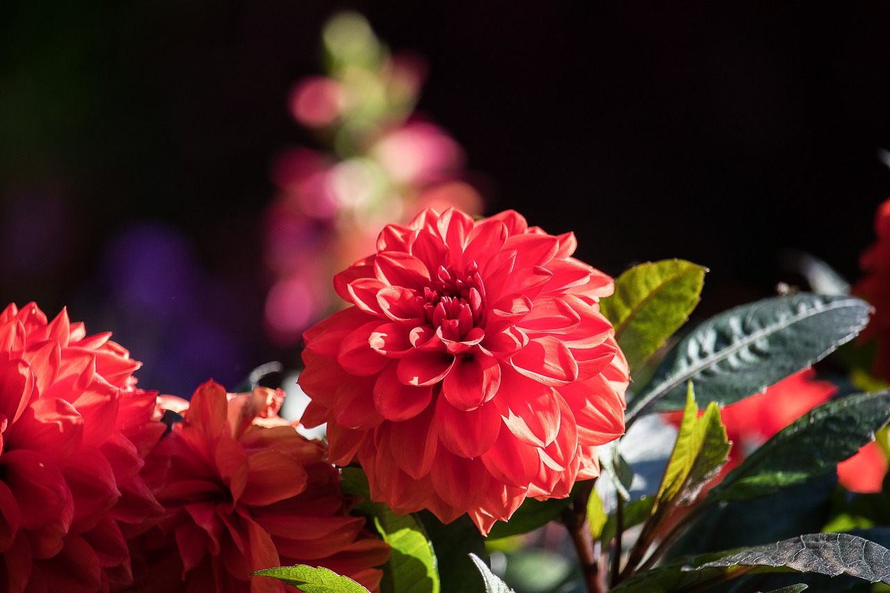 dahlia  blossom  bloom free photo