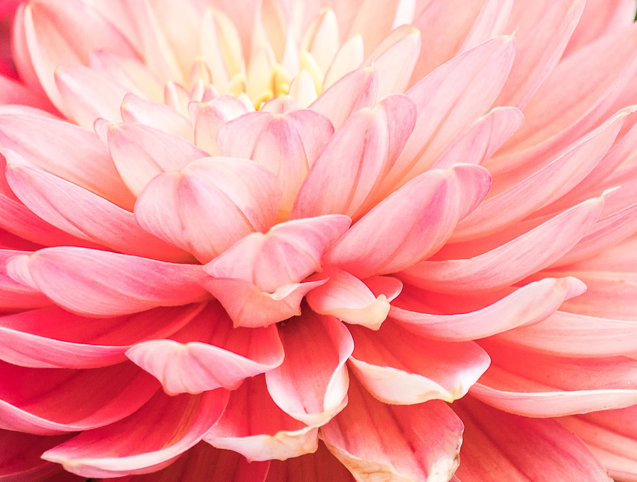 dahlia  blossom  bloom free photo