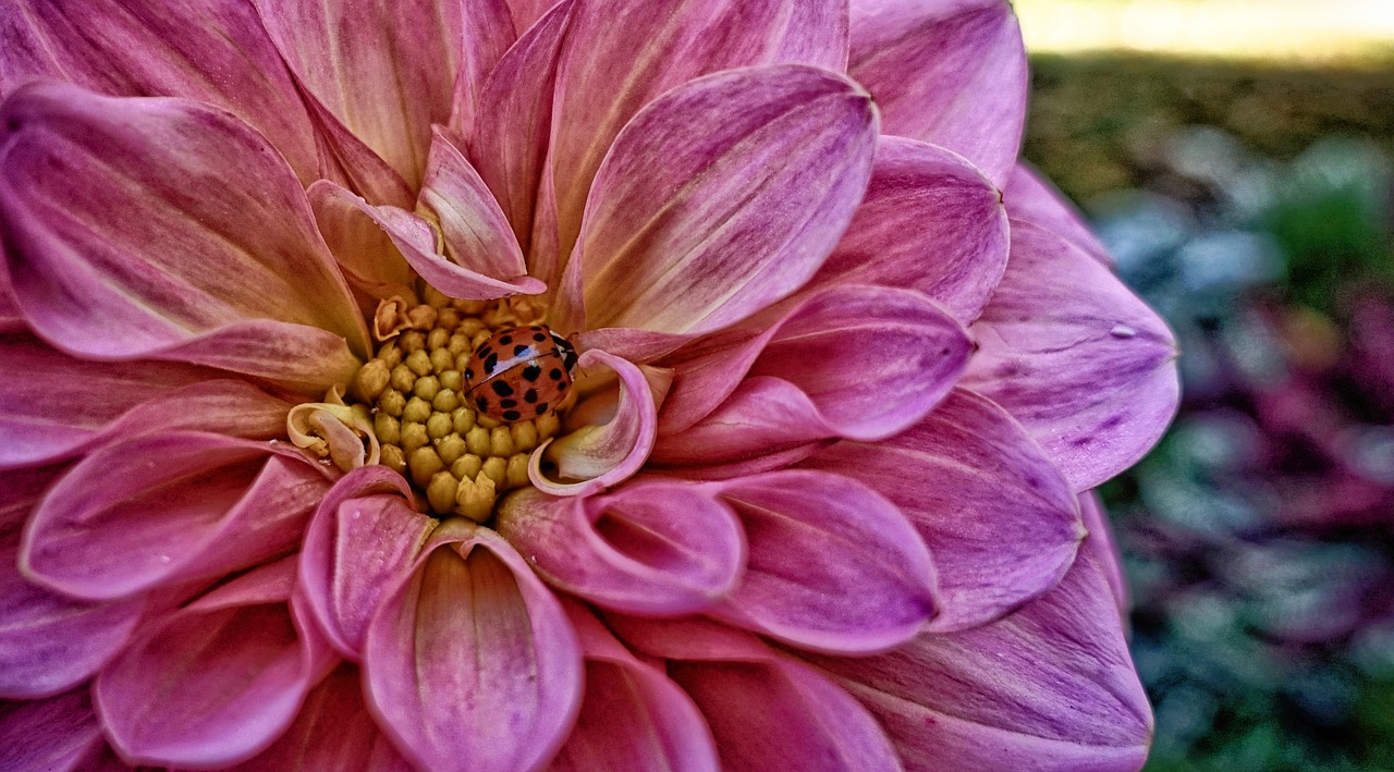 dahlia  ladybug  cute free photo