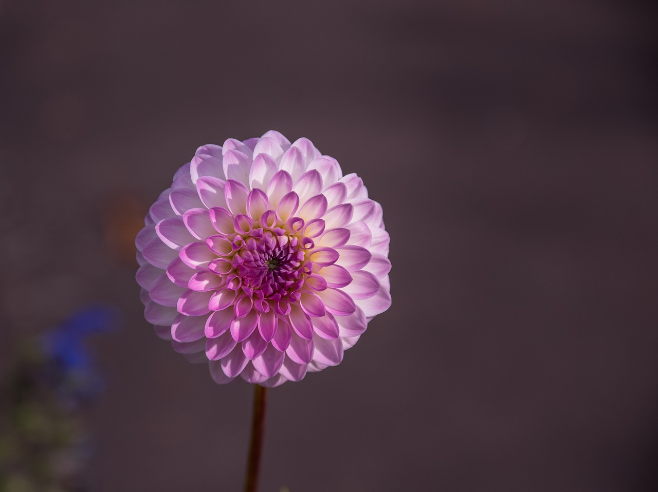 dahlia  flower  blossom free photo