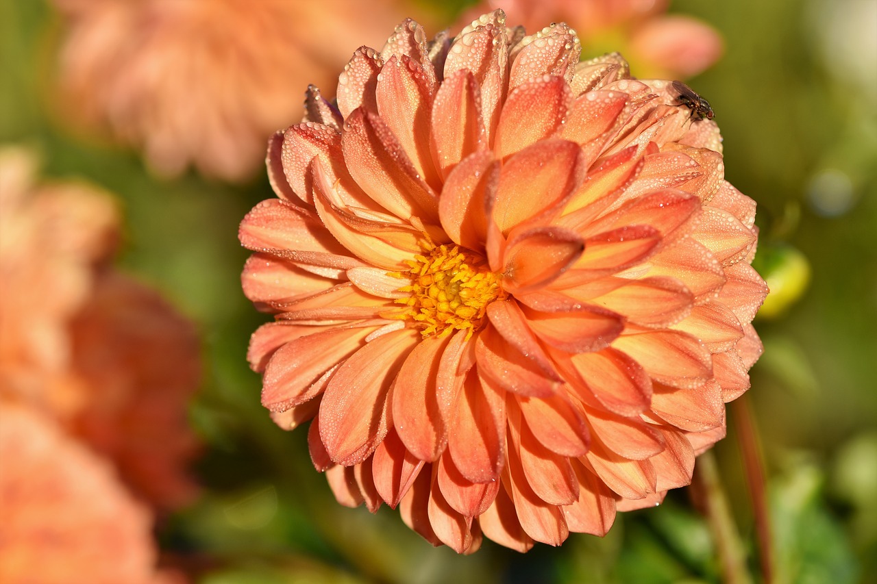 dahlia  dahlias bud  flower free photo