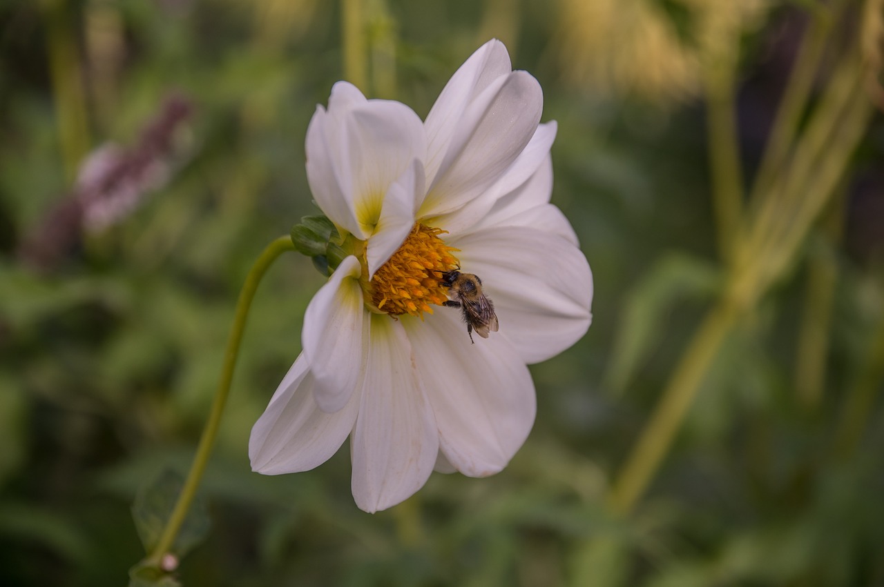 dahlia  bee  flower free photo