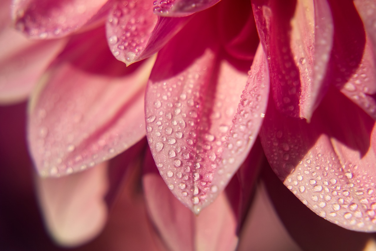 dahlia  blossom  bloom free photo