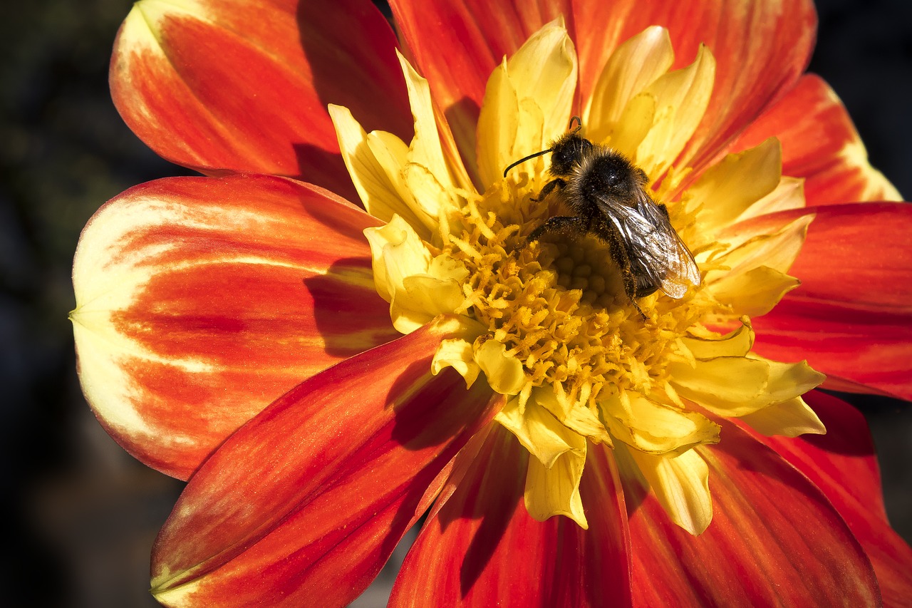 dahlia  georgine  hummel free photo