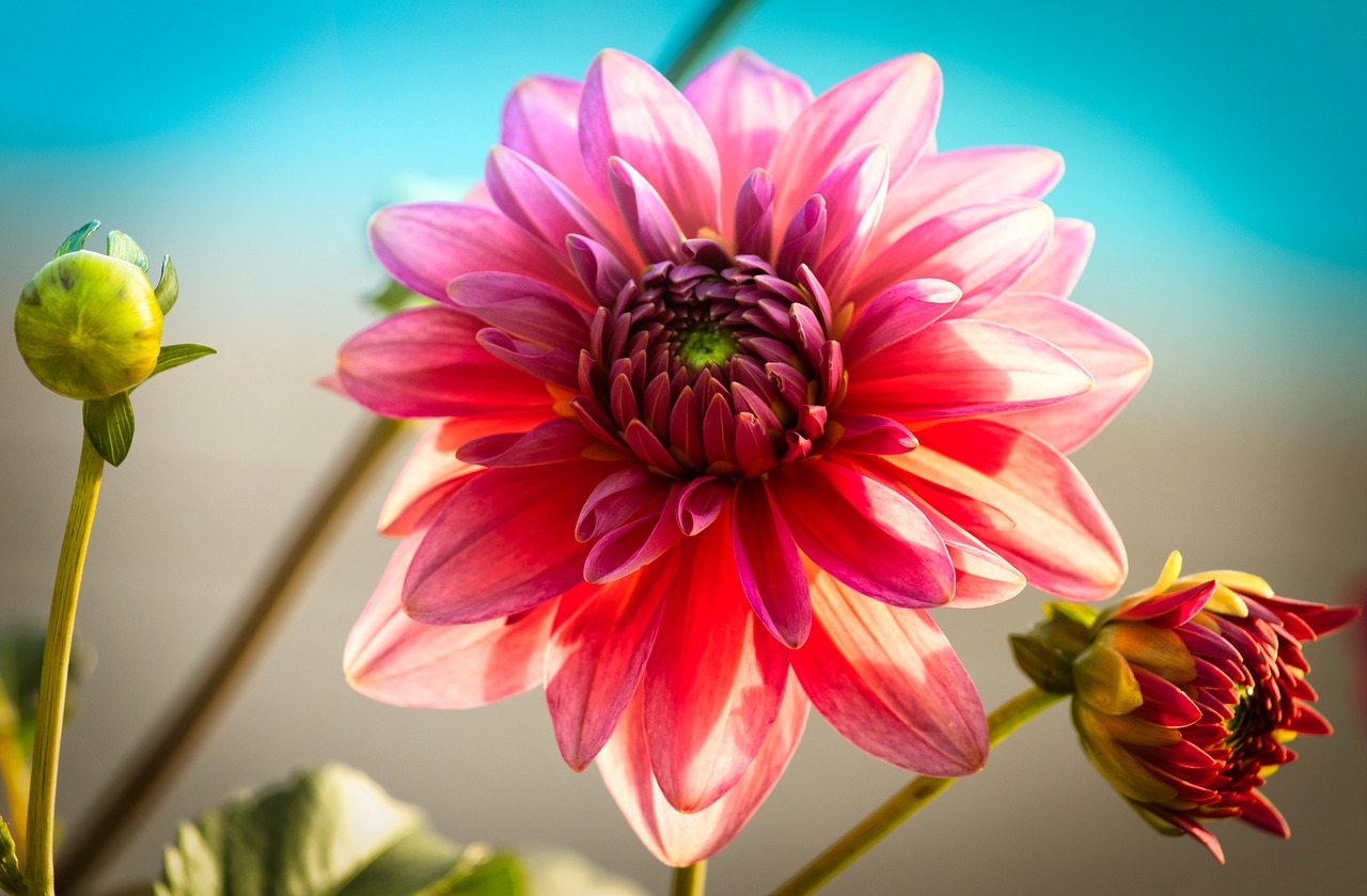 dahlia  romantic  bright free photo