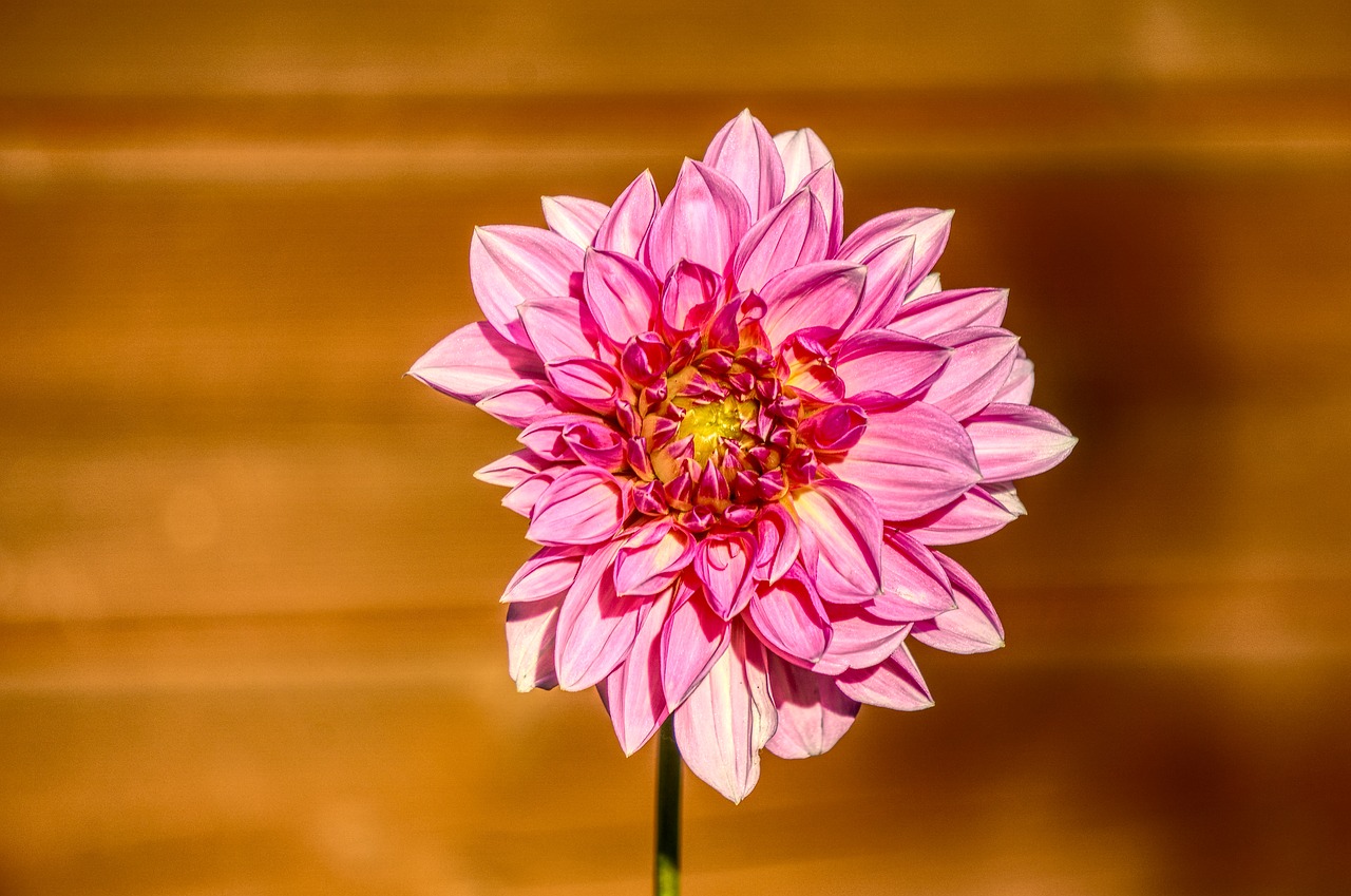 dahlia  blossom  bloom free photo