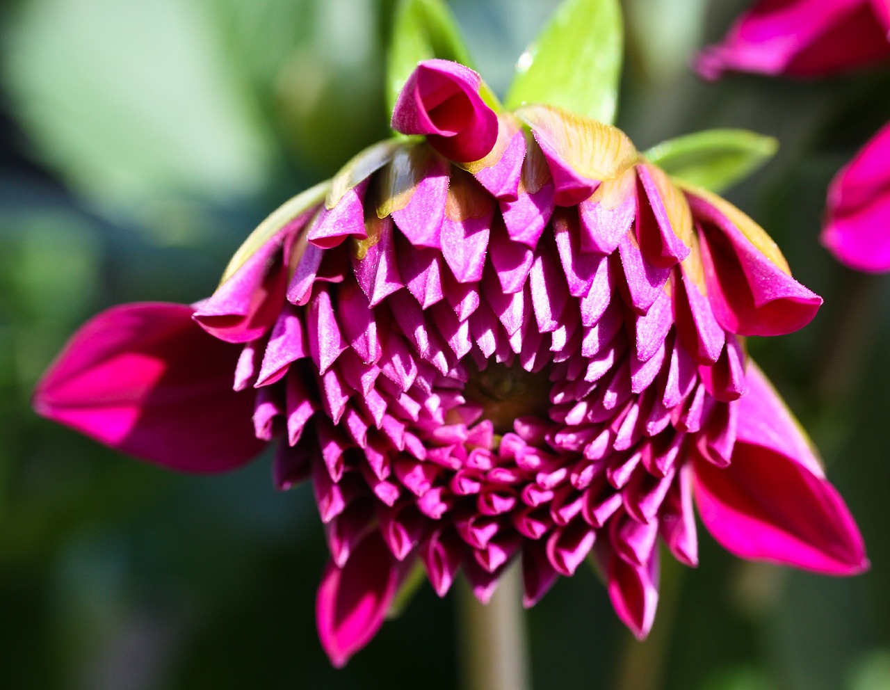 dahlia flower blossom free photo