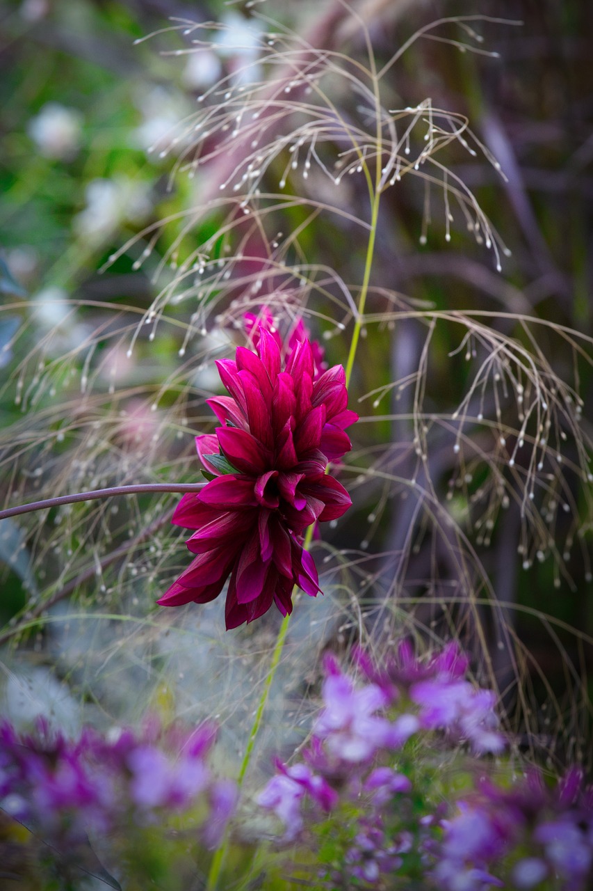 dahlia  beauty  autumn free photo