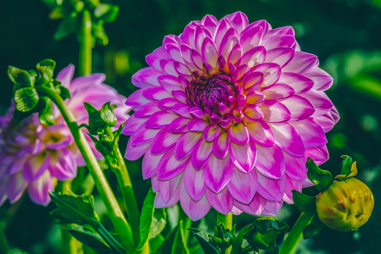 dahlia  flower  blossom free photo