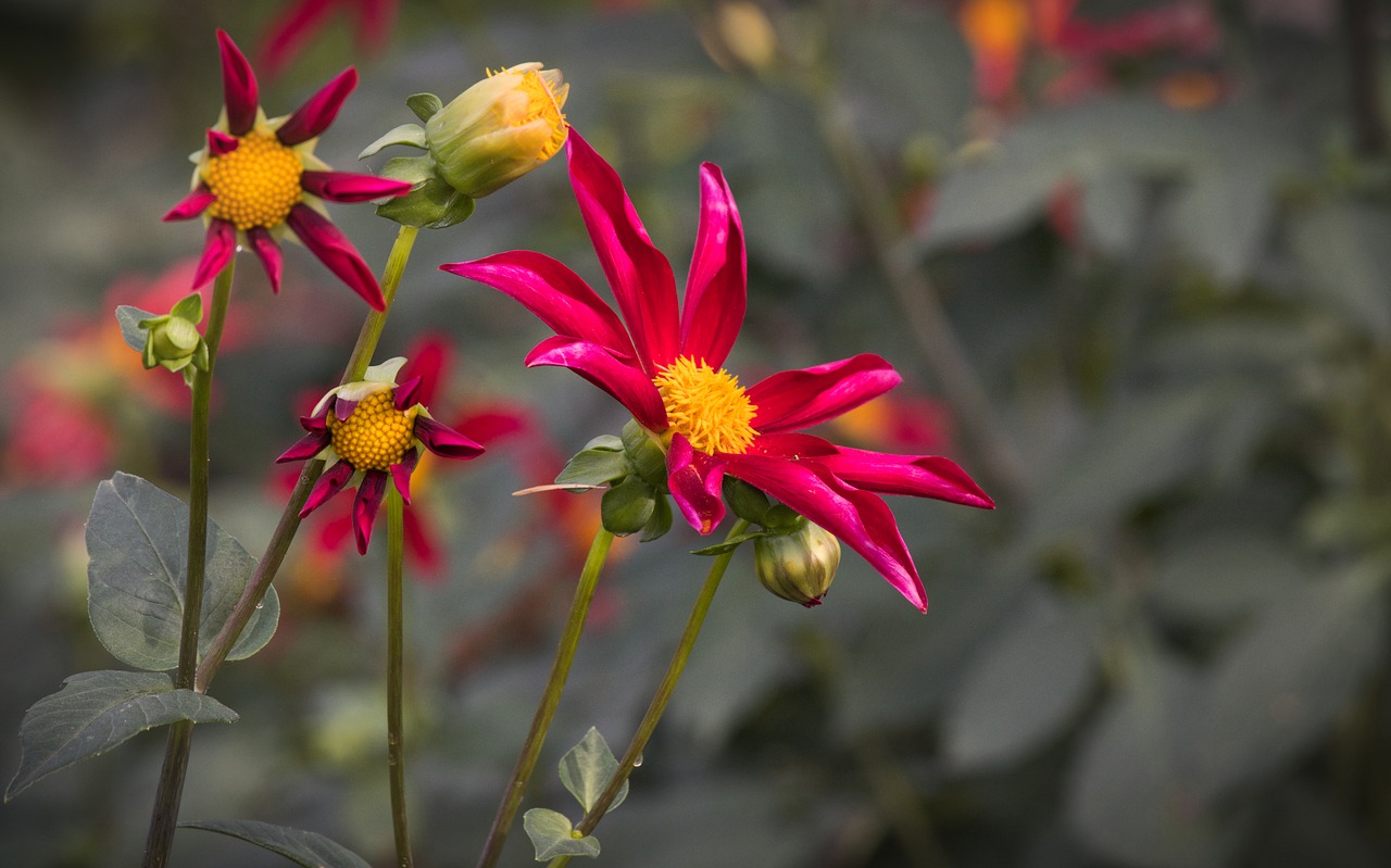 dahlia  beauty  autumn free photo