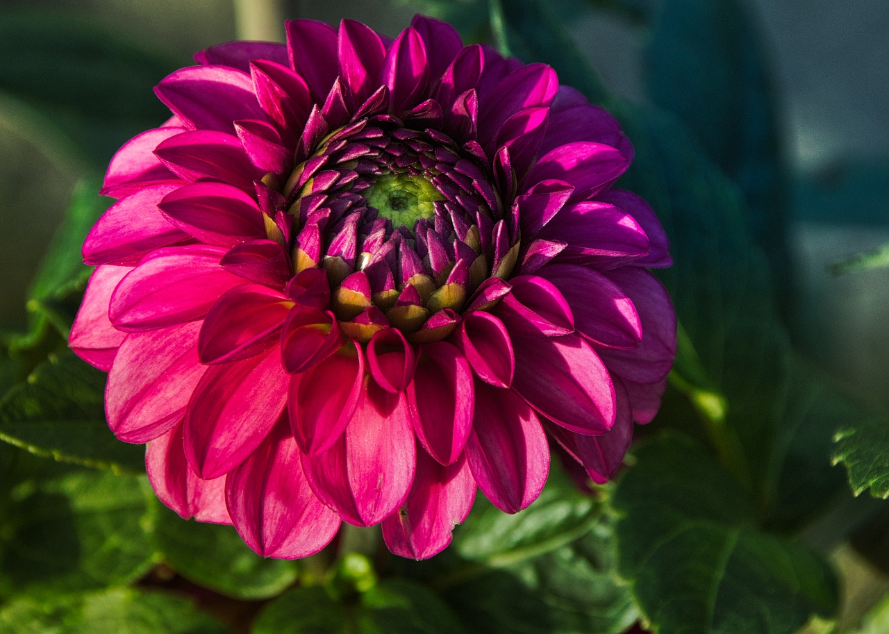 dahlia  beauty  autumn free photo