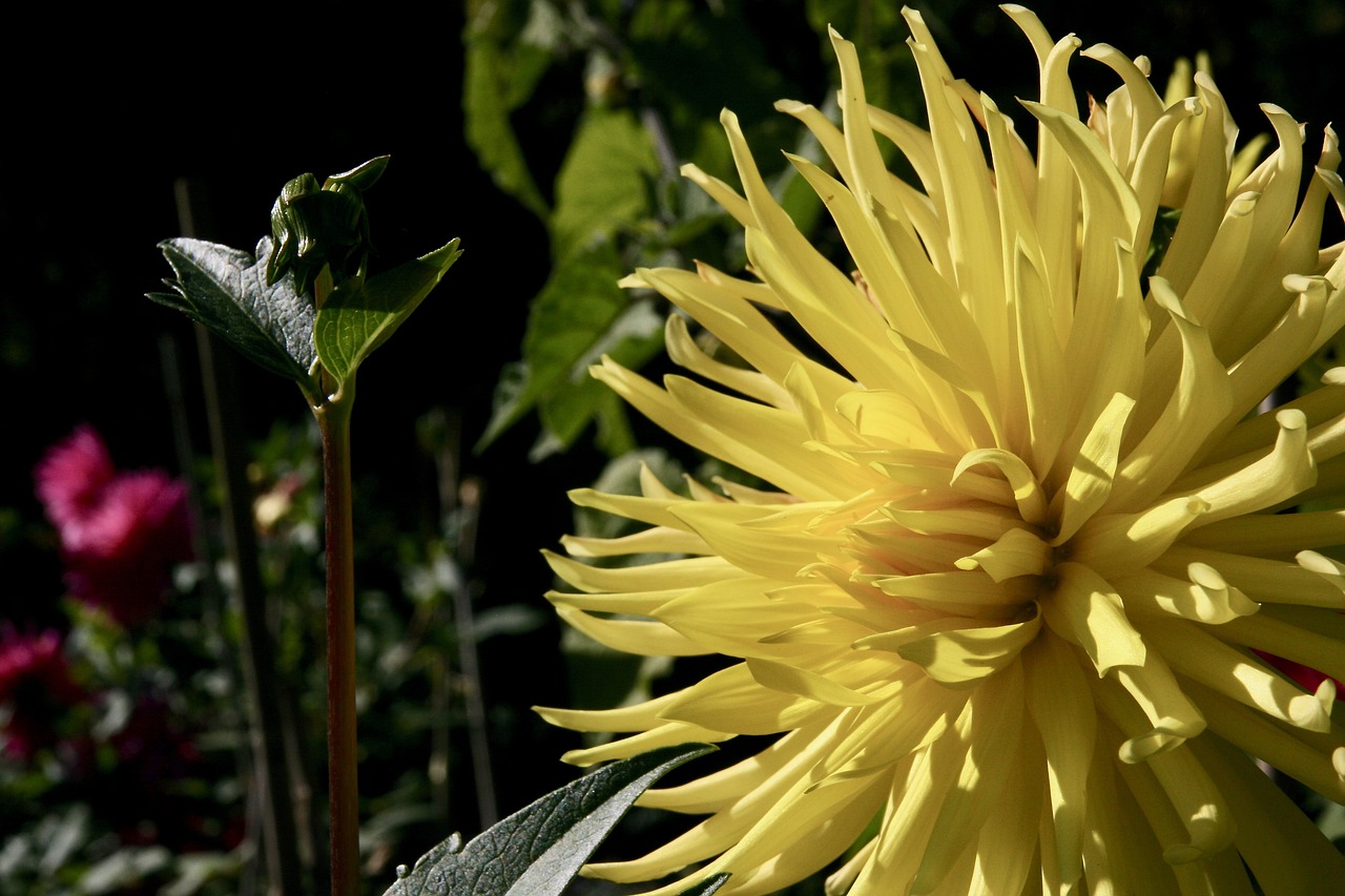 dahlia  chrysanthemum  blossom free photo