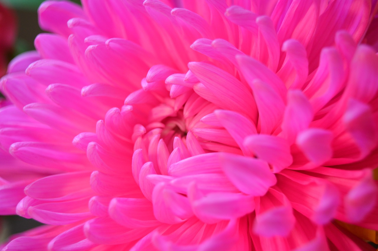 dahlia  flower  pink free photo